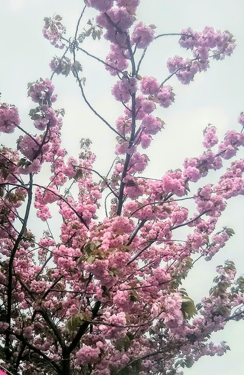 sakuramatsuri