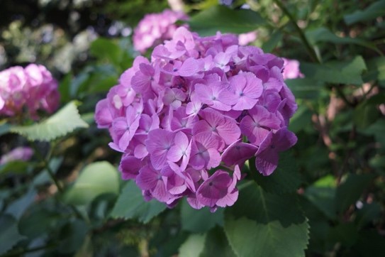 ajisai