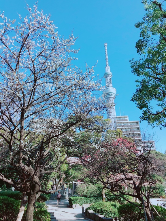 sumida2