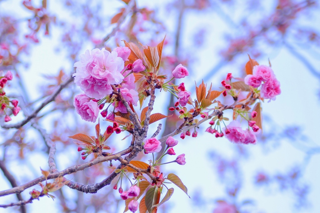 隅田公園の桜