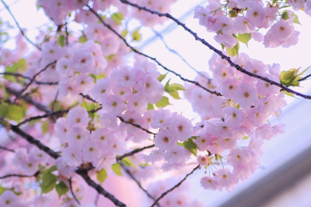 隅田公園の桜