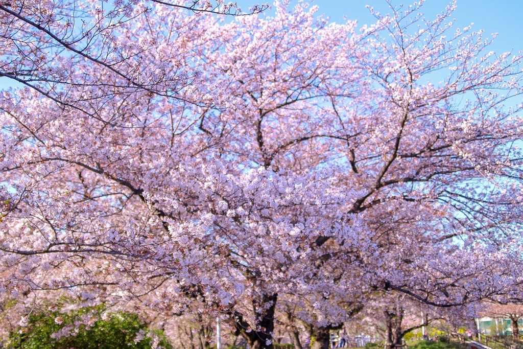 隅田公園の桜