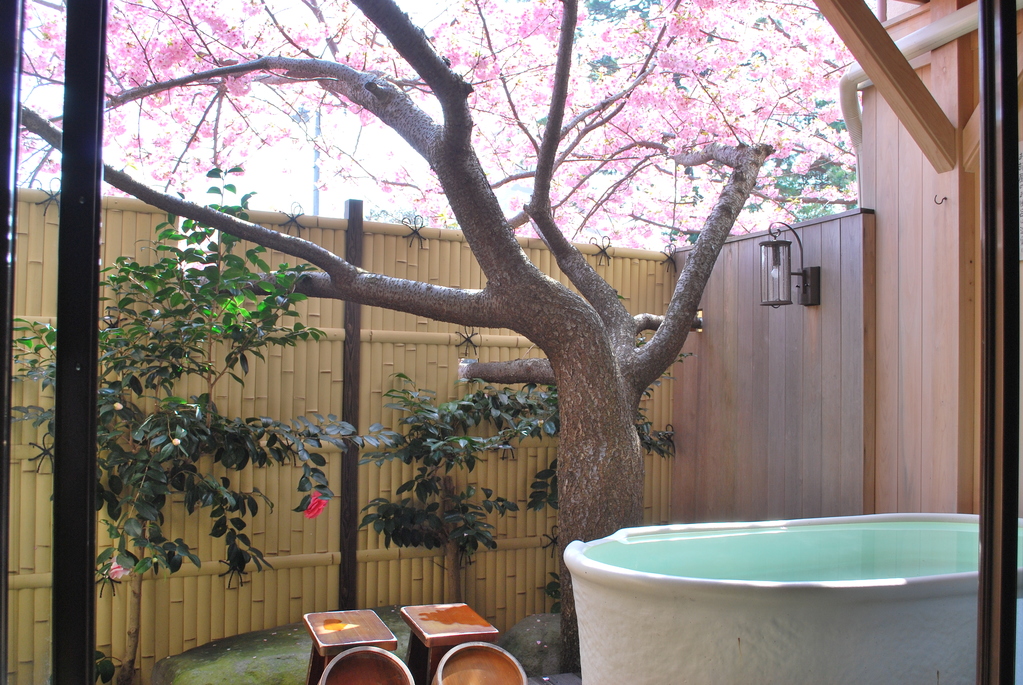 お風呂から河津桜が望めます