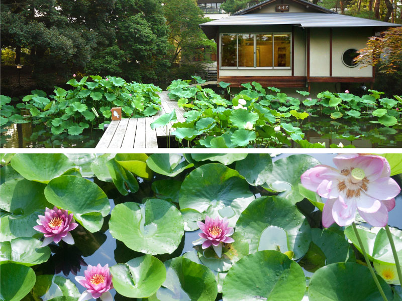 【夏の庭園】池に広がる睡蓮とハス