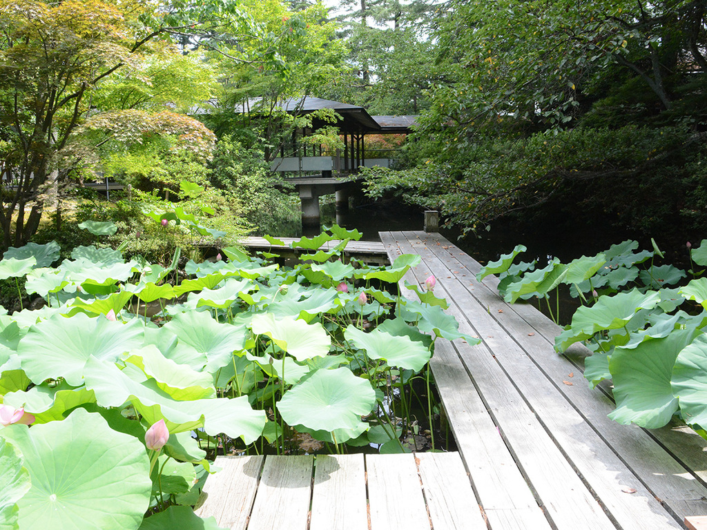 夏の松泉湖は綺麗な睡蓮や蓮が広がり、爽やかな景色をお楽しみいただけます。