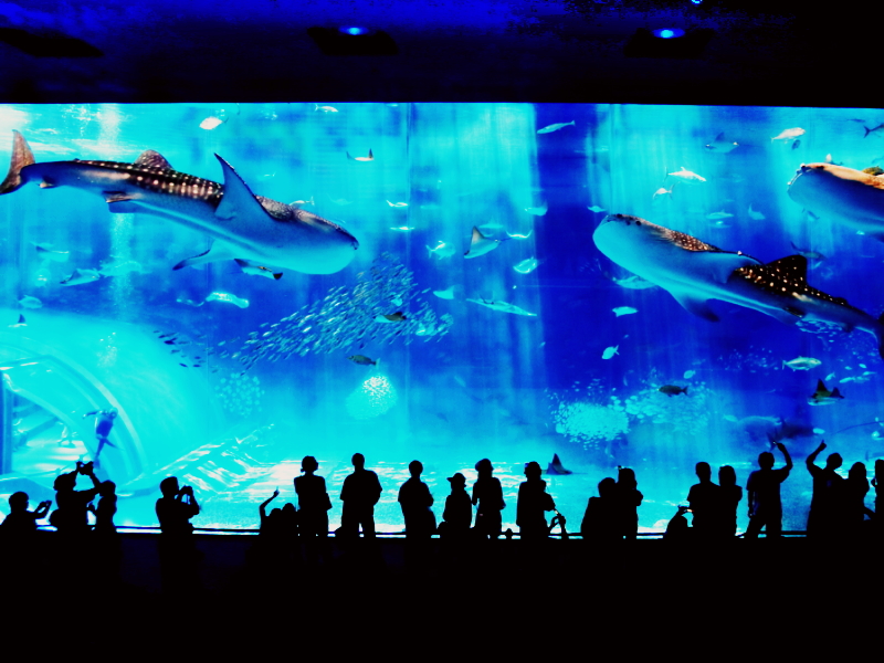 美ら海水族館が誇る「黒潮の海」
