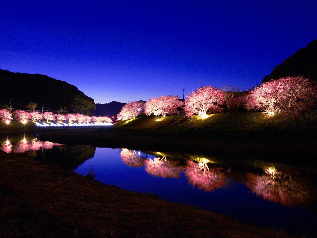 みなみの桜と菜の花まつりー夜桜ライトアップー
