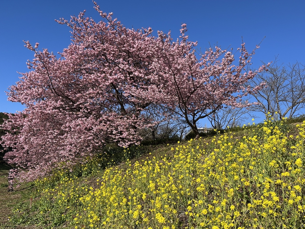ーみなみの桜と菜の花まつりー