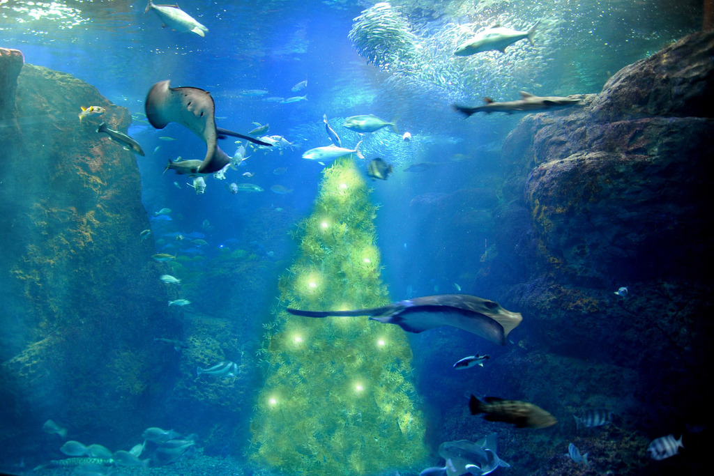 空室検索 新江ノ島水族館チケット付き 湘南モノレールで1本 ついでに江の島観光も 食事なし