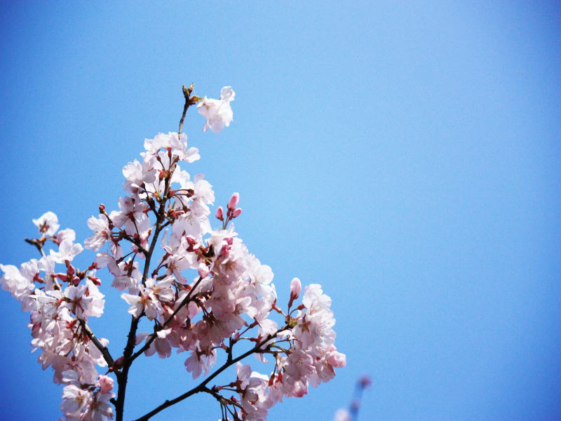 �v�����C���[�W