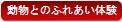 動物ふれあい体験