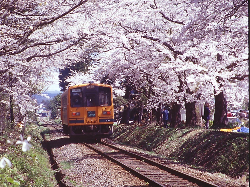 桜のトンネルと津軽鉄道
