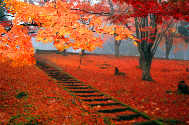 モミジの葉で埋め尽くされた境内は、赤い絨毯を敷いたような美しさ【土津神社】