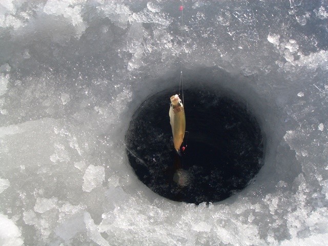 裏磐梯の冬の風物詩「桧原湖氷上ワカサギ釣り」