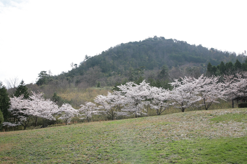 かぶと山桜