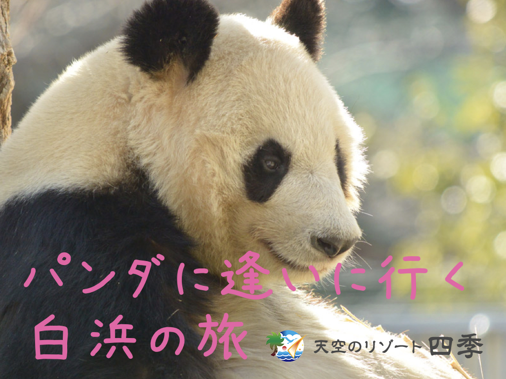 【観光】パンダに逢いに行く白浜の旅