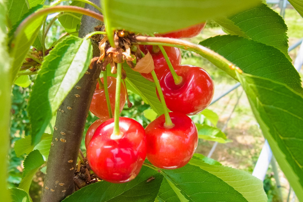 【周辺情報】真っ赤に熟した実を食べ放題で楽しめる さくらんぼ狩り が5月〜6月がピークです。