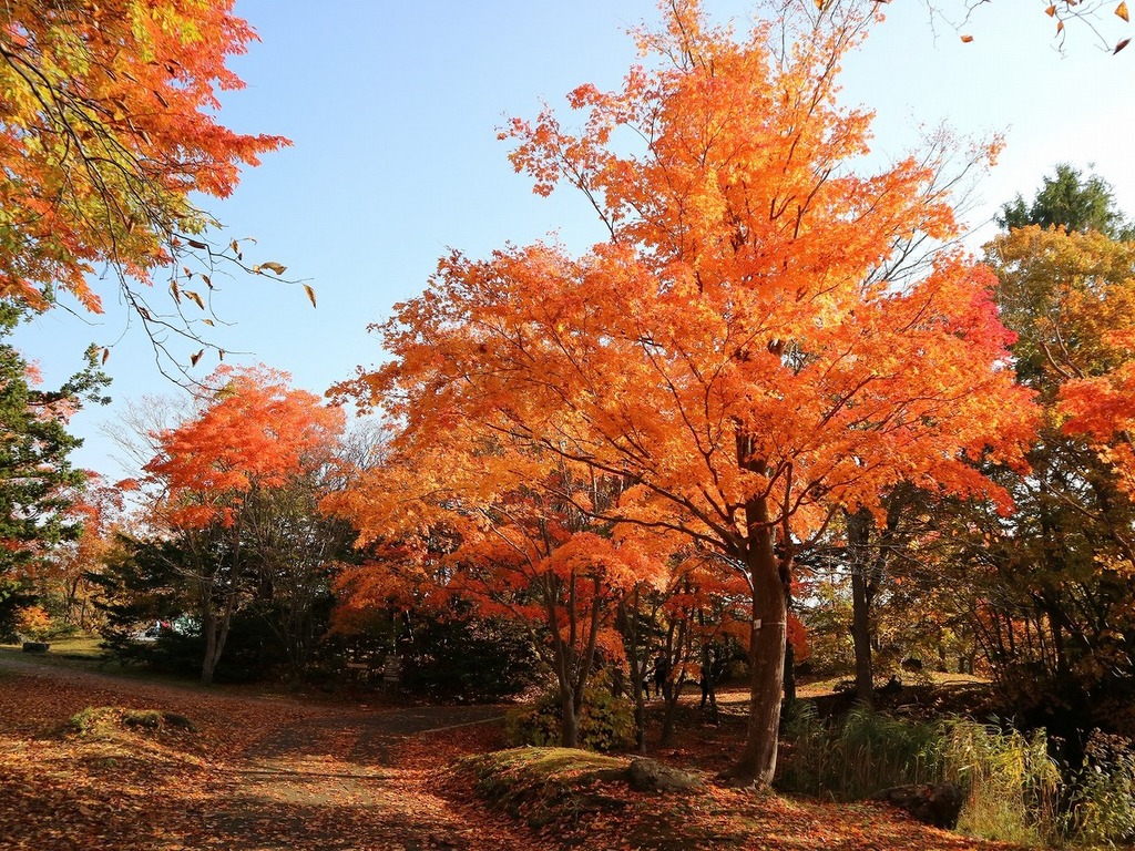 空室検索 日帰りバスプラン 七飯町 道南一の紅葉を体験 七飯ゴンドラのからの絶景と大沼公園の紅葉 比べ リンゴ狩りと卵拾いでアップルシュークリーム作り体験