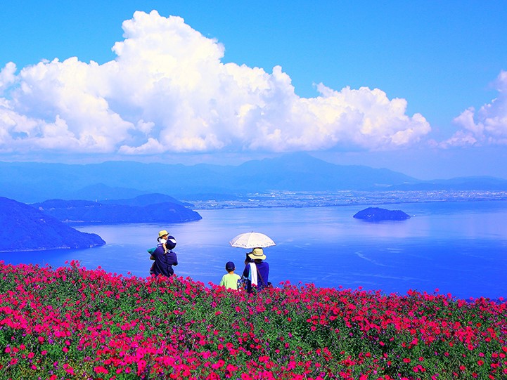 ピンクの桃色吐息（ペチュニア）　 雄大な琵琶湖とお花畑が広がります