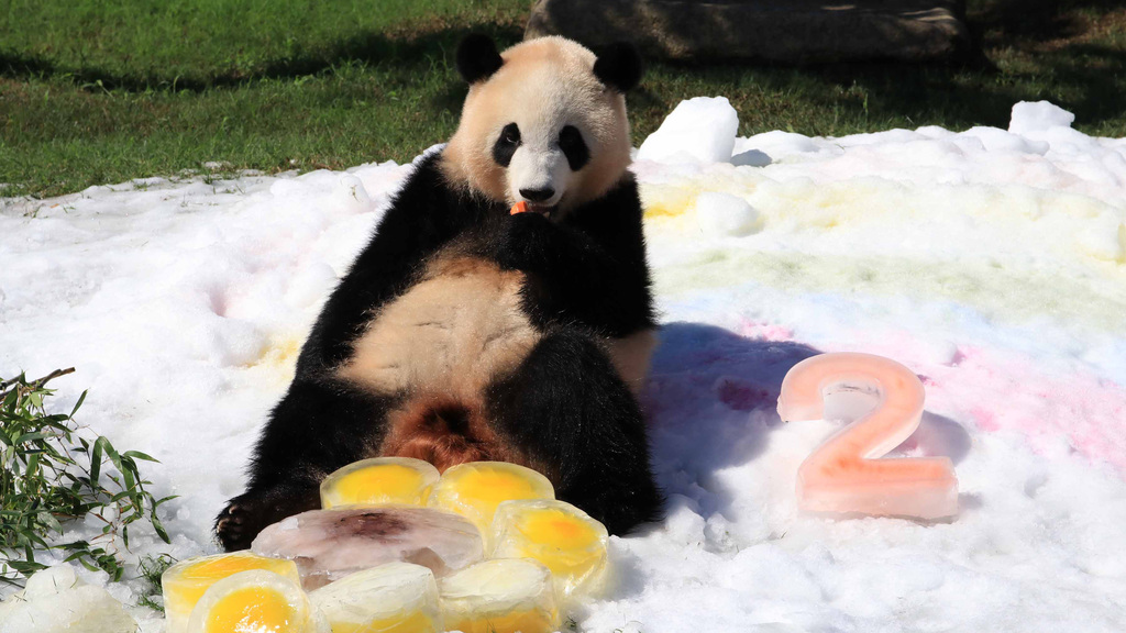 空室検索 パンダに会いに行こう アドベンチャーワールド入園券付 宿泊プラン 朝食付