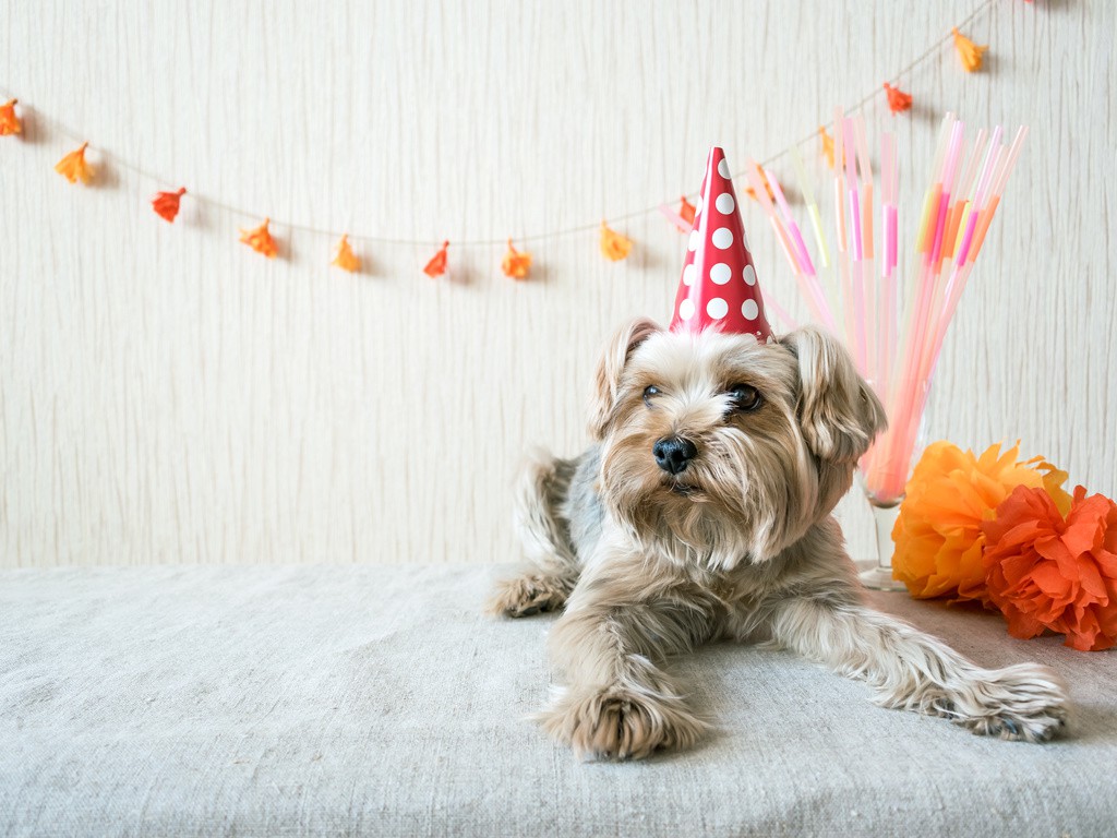 Dog Anniversaryイメージ