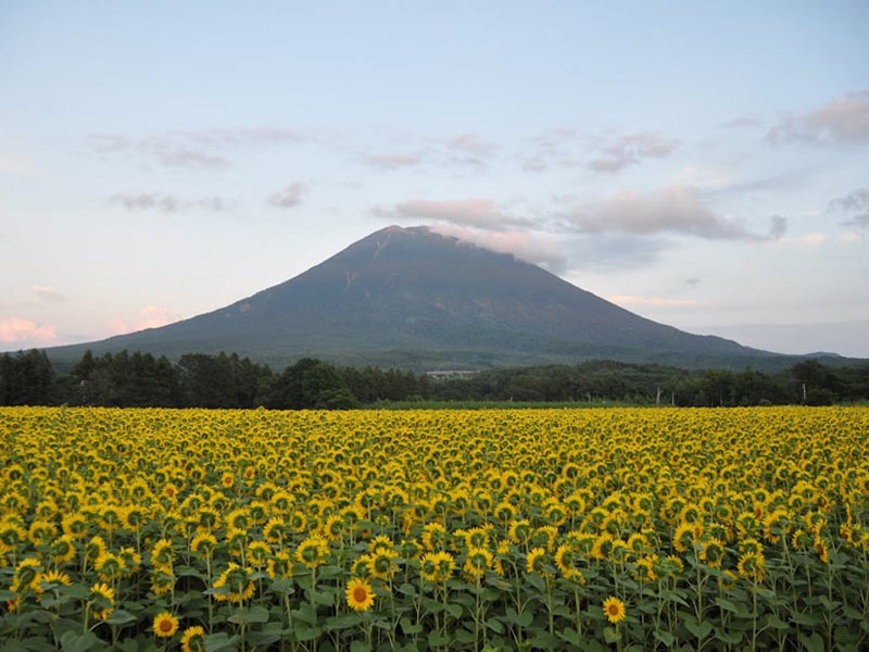 Mt.Yotei in summer
