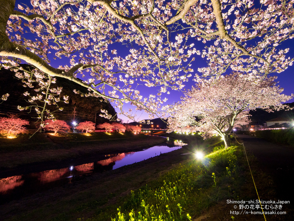 【桜祭り送迎付き スタンダード懐石】みなみの桜と菜の花まつり満喫プラン