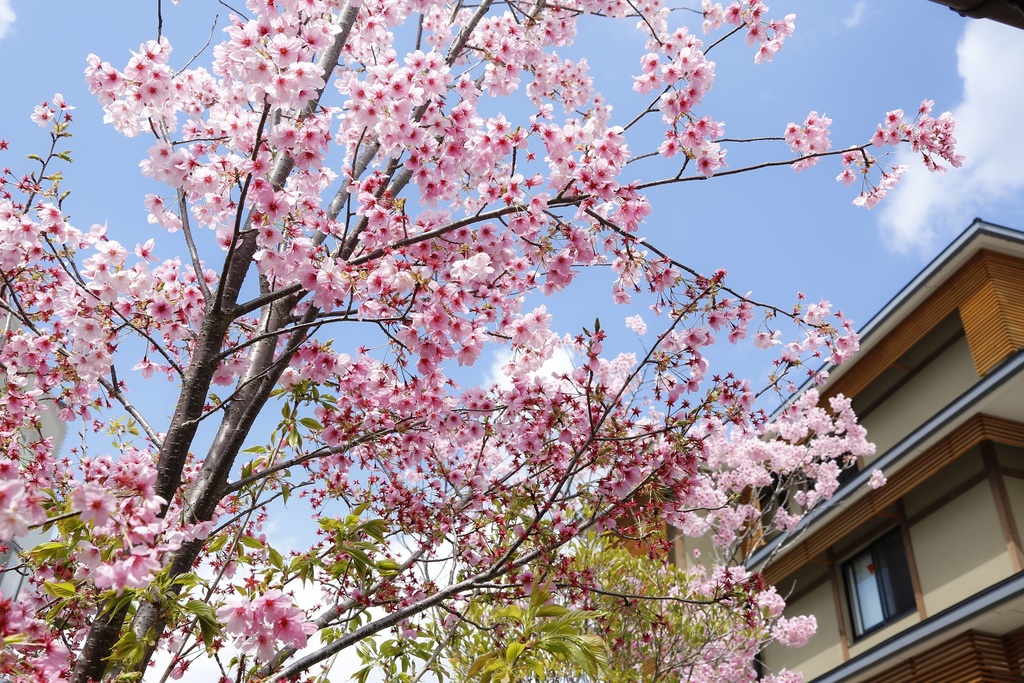 花伝抄〜春・桜〜