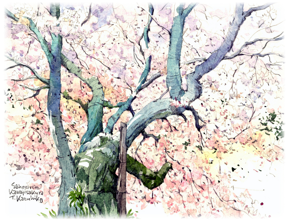 竹居先生の代表作之一「川桜」
