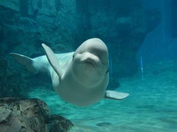 【名古屋港水族館チケット付き】 人気スポットで思い出づくり♪（ご宿泊のみ）