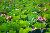 草津水生植物公園周辺の琵琶湖には、ハスの群生地がございます。