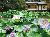 【夏の庭園】池に広がる睡蓮とハス