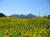 【夏】洞爺湖周辺に黄色いじゅうたんのように広がるひまわり畑は、夏を感じさせる風景。