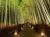 観光地『嵐山 竹林の道』　ホテルコンシェルジュがお客様のご滞在を彩ります。