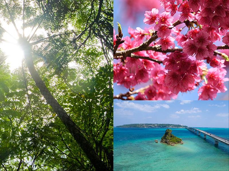 【HP限定の秋キャンペーン】沖縄北部を楽しむ！お得な公式ホームページ限定プラン（朝食付)