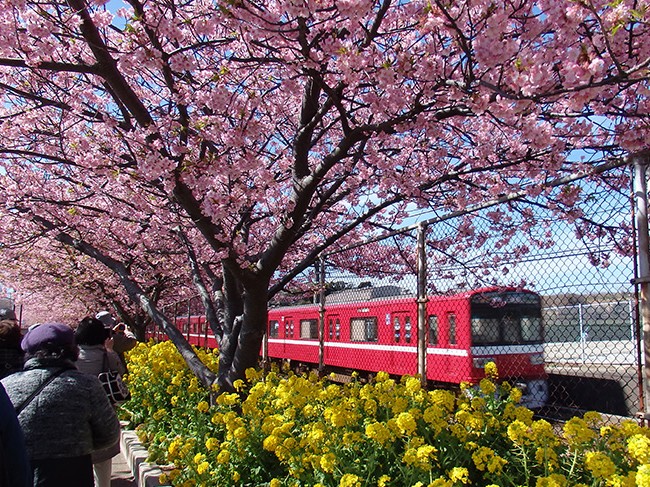 三浦海岸から三崎口までの京急沿線に咲く河津桜。青空と黄色い菜の花とのコントラストも美しい！