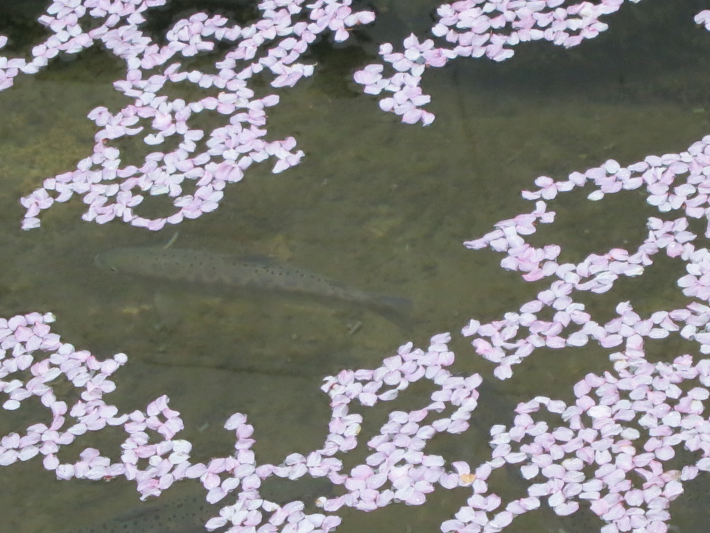 　桜の花びらと岩魚（当館池）