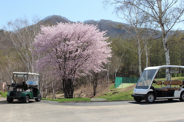 オープニングウィークは、桜が見頃